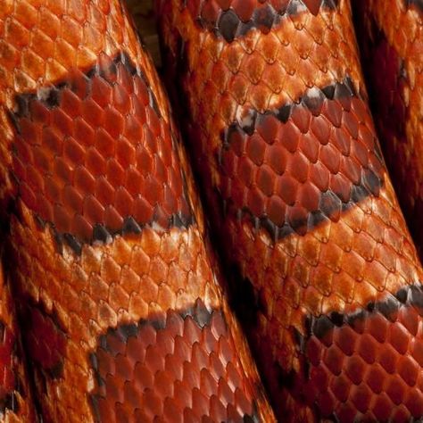 Reptile Scales, Red Rat, Snake Scales, Reptile Skin, Corn Snake, Snake Skin Pattern, Skin Pattern, Orange Aesthetic, Snake Patterns