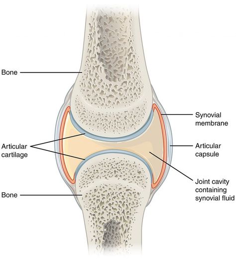 The synovium is a membrane that lines the inside of many of our joints. Inflammation of the synovium, known as synovitis, produces swollen and painful joints. Anatomi Dan Fisiologi, Hyaline Cartilage, Joints Anatomy, Anatomy Bones, Anatomy Coloring Book, Synovial Fluid, Basic Anatomy And Physiology, Musculoskeletal System, Body Joints