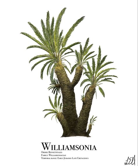 Williamsonia gigas (Early Jurassic to Late Cretaceous 201 - 66 Ma) Dinosaur Plant, Photography Inspiration Nature, Prehistoric World, Creature Artwork, Paleo Art, Extinct Animals, World Images, Alien Worlds, Prehistoric Creatures