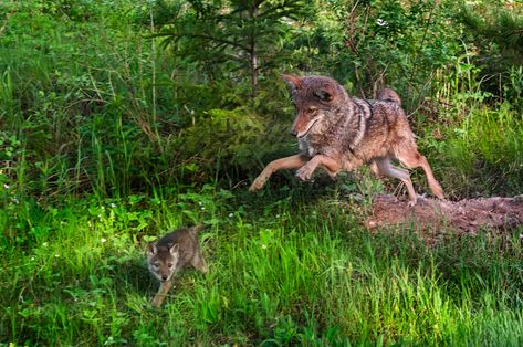 Coyote Tracks, Coyote Pup, Awesome Possum, Male And Female, After Dark, Animal Kingdom, Cute Pictures, National Parks, Art Inspiration