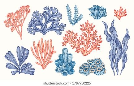 Coral Reef Drawing, Coral Tattoo, Coral Drawing, Underwater Flowers, Ocean Plants, Sea Drawing, Coral Draw, Marine Plants, Wildflower Tattoo