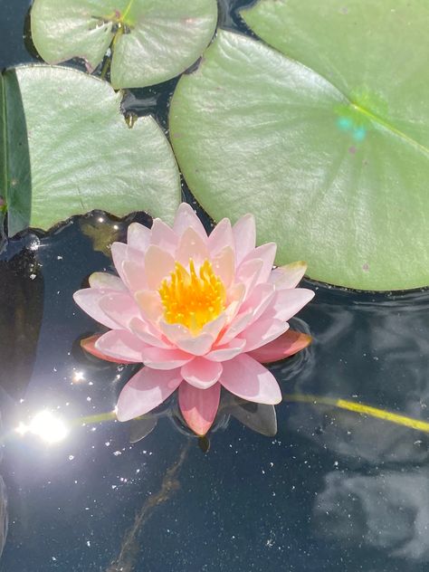 Friends Couple, Couple Romance, Nothing But Flowers, Flower Therapy, Pretty Plants, Beautiful Flowers Pictures, Mini Canvas, Water Lily, Exotic Flowers