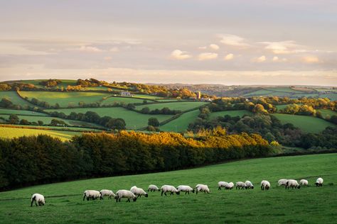 Pillaton, Cornwall, England by s.pither Sheep Landscape, Golf Photography, English Cottage Garden, Cornwall England, Beach Cottage Style, Santa Lucia, Banff National Park, English Cottage, Farmhouse Chic