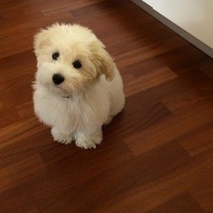 They look like living cotton balls. | 16 Reasons The Coton De Tulear Should Be Your Favorite Dog Breed Cotton De Tulear, Coton De Tulear Puppy, Coton De Tulear Dogs, Coton De Tulear, Havanese Puppies, Havanese Dogs, About Dogs, Puppies And Kitties, Dog Care