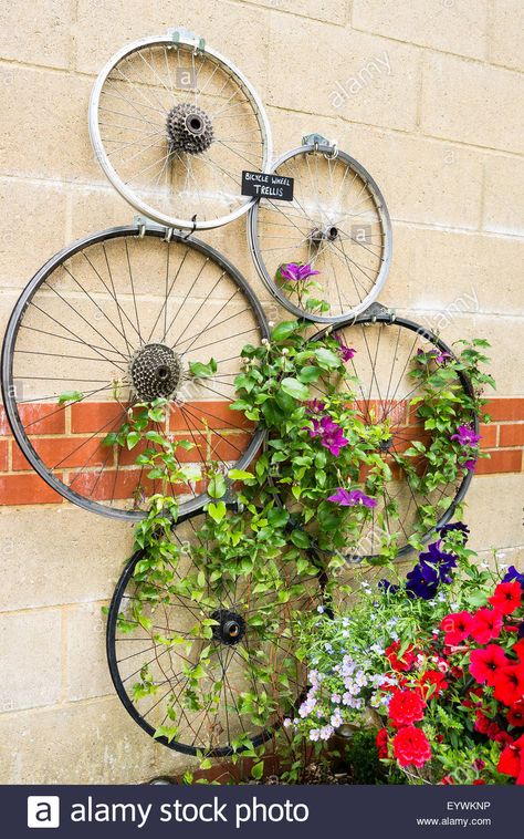 Five old bicycle wheels fixed to a wall to help train clematis climber plants Stock Photo Bicycle Wheel Decor, Bamboo Garden Fences, Climber Plants, Bicycle Wheels, Old Bicycle, Wheel Decor, Bamboo Garden, Garden Decor Projects, Creative Gardening