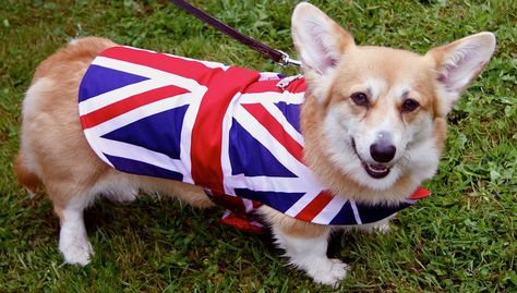 June 2012: Jubilee celebrations with a photo by Bethany Coates: "Mitzi proudly wearing her patriotic coat, handmade by her owner, Philippa." England Costume, British Dog, Union Flag, Street Party, Medium Sized Dogs, Dog Wear, Corgi Dog, Sweet Nothings, Welsh Corgi