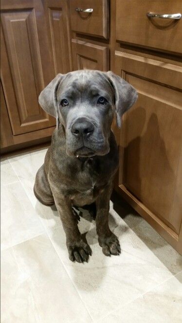 Cane Corso - Deacon Frost Cane Corso Natural Ears, Blue Cane Corso, Future Manifestation, Cane Corso Italian Mastiff, Beast Friends, Cane Corsos, Italian Mastiff, Man Beast, Cane Corso Dog