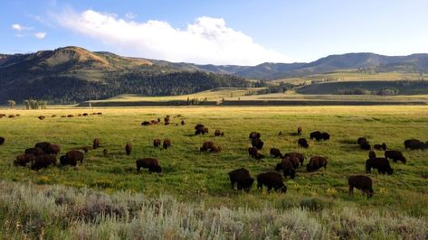 Yellowstone's Lamar Valley and Our Favorite Hike 2 Lamar Valley Yellowstone, Yellowstone Photography, Yellowstone National Park Wolves, 1883 Yellowstone, Grand Prismatic Spring Yellowstone, Yellowstone Guided Tours, Lamar Valley, Trout Lake, Bull Moose