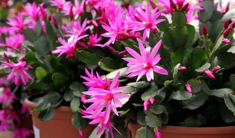 Tips for Growing Thanksgiving, Christmas and Easter Cactus - Garden Lovers Club Christmas Cactus Plant, Cactus Collection, Easter Cactus, Thanksgiving Cactus, Holiday Cactus, Cactus Care, Growing Gardens, Outdoor Plant, Pink Easter