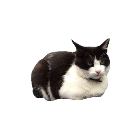 Cute Pngs For Editing, Cat Png Icon, Pngs For Edits, P Png, Collage Cat, Png Collage, Black Cat Png, Collage Png, Cats Png