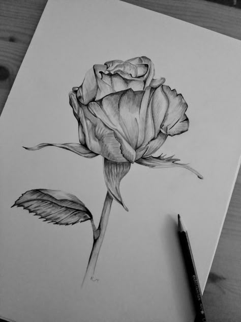 Rose Pencil Art, Flower Drawing With Shading, Roses Pencil Drawing, Sketches Sunflower, Rose Sketch Realistic, Rose Pen Drawing, Simple Rose Outline, Red Rose Sketch, Rose Drawing Pencil