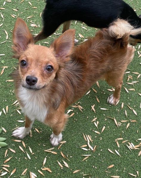 Dog for adoption - Assisi, a Rat Terrier & Chihuahua Mix in Gilbert, AZ | Petfinder Smart Coat, Puppies For Adoption, Red Chestnut, Rat Terrier, A Rat, Cute Chihuahua, Rat Terriers, Gilbert Az, Chihuahua Mix