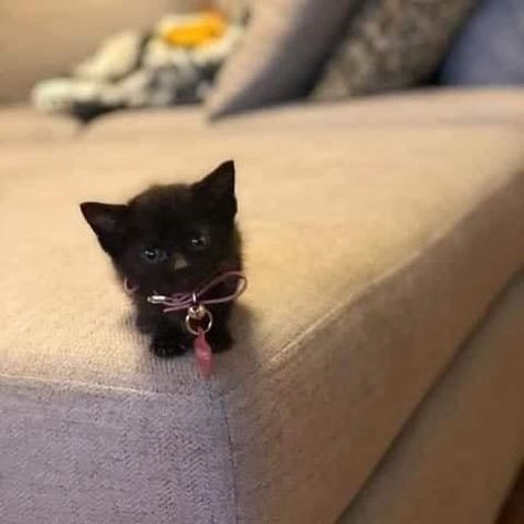 Black Kitten, Black