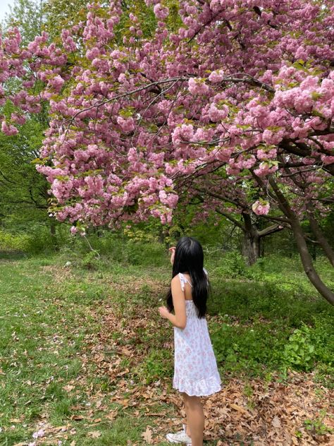 Cherry Blossom Trees Aesthetic, Cherry Tree Aesthetic, Blossom Tree Aesthetic, Cherry Blossom Field, Cherry Blossoms Aesthetic, Cherry Blossom Aesthetic, Blossom Pictures, Tree Cherry Blossom, Dc Cherry Blossoms