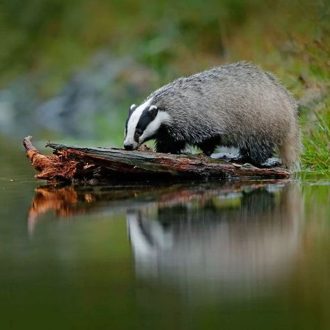 European Badger, Critters 3, Woodland Critters, Wildlife Animals, Animals Of The World, Cute Friends, Nature Aesthetic, Spirit Animal, Wildlife Photography