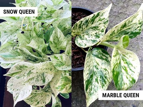 Snow Queen vs Marble Queen Pothos: What’s The Difference Between Them? – World of Garden Plants Marble Queen, Variegated Pothos, White Bird Of Paradise Plant Care, Marble Pothos, Marble Queen Vs Snow Queen Pothos, White Bird Of Paradise Plant Landscape, Snow Queen Pothos, Marble Pothos Plant, Marble Queen Pothos Care