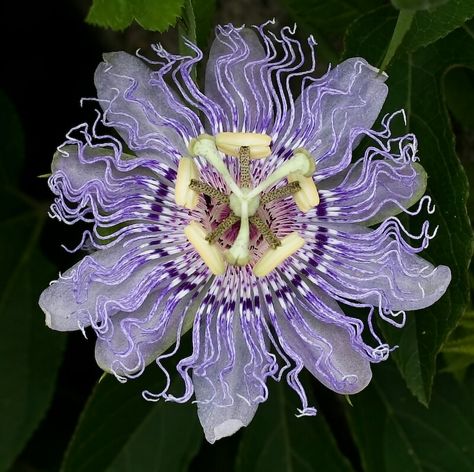 Purple Passionflower-Tennessee State Wildflower. Passiflora Incarnata, Purple Passion Flower, Passion Vine, Passion Flower, Unique Flowers, Exotic Flowers, Raised Beds, Hibiscus, Wild Flowers