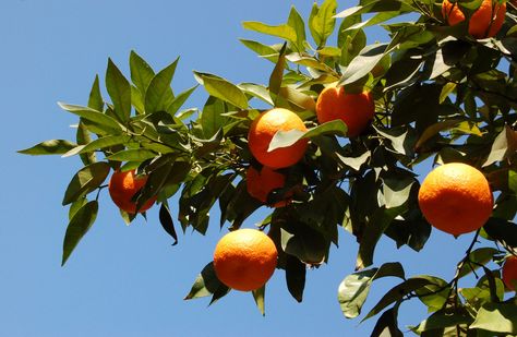 Orange Trees, Orange Branch, The Priory Of The Orange Tree Aesthetic, Orange Tree Reference, Orange Tree Aesthetic, Oranges On Tree, Orange Branch Photography, Orange Tree Photography, Orange Tree Branch