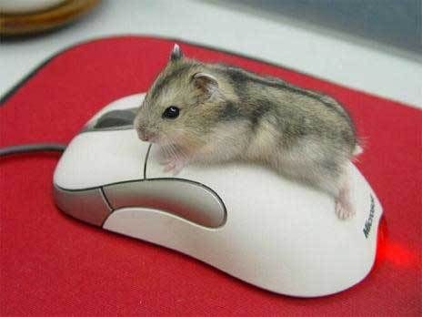 Mouse on mouse Funny Picture Gallery, Baby Hamster, Funny Mouse, Funny Hamsters, A Hamster, Funny Animal Photos, Cute Hamsters, Hamsters, Animal Photo