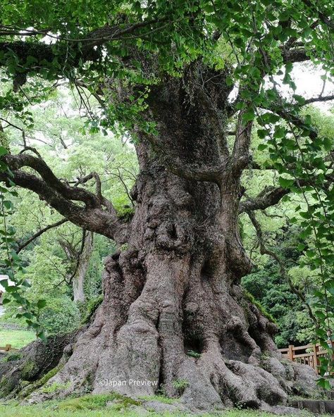 Camphor Tree, Huge Tree, Weird Trees, Giant Tree, Old Tree, Ancient Forest, Old Trees, Taichung, Ancient Tree