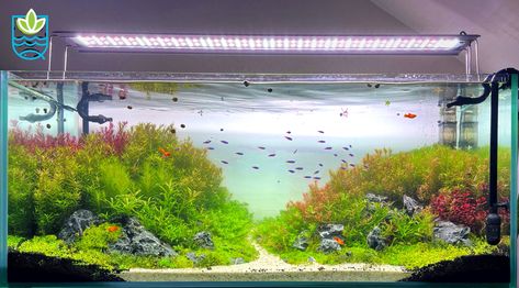 Beazilian style #brazilianstyle #aquarium Open Landscape, Brazilian Style, Koi