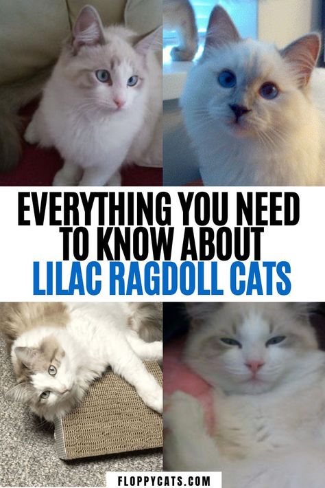 Everything you’ve ever wanted to know about lilac ragdoll cats | Lilac Ragdoll Kittens | Ragdoll Cats Lilac Blue | Ragdoll Cats Lilac Bicolor | Ragdoll Kitten Lilac Beautiful Cats | Ragdoll Cats Lilac Ragdolls | Ragdoll Cat Colors | Lilac Cat Color #lilacragdollcats #ragdollcatcolors #lilacragdollkittens Lilac Ragdoll Cat, Lilac Ragdoll, Bicolor Ragdoll, Lilac Cat, Ragdoll Cat Colors, Cats Ragdoll, Information About Cats, Ragdoll Kittens, Folk Stories