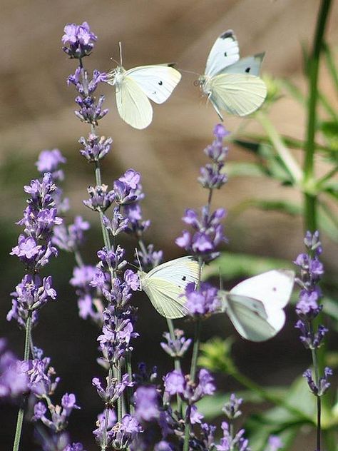 Four Butterflies White Moths, Cabbage Butterfly, Tarrytown New York, Beautiful Wings, Garden Magic, Spring Butterfly, Magical Nature, White Butterflies, Washington Irving