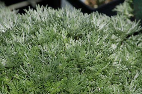 Ground Covers That Love to Sunbathe - The Best Plants for Sunny Areas Silver Mound Artemisia, Ground Covers For Sun, Silver Mound, Wormwood Plant, Shade Flowers Perennial, Colorado Landscaping, Perennial Ground Cover, Yard Plants, Types Of Christmas Trees