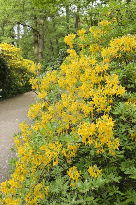 Orange and red tint leaves in fall Spring flowers Plant it in a cool spot Spring Flowers, Planting Flowers, Country Roads, Road, Orange, Plants, Flowers, Red