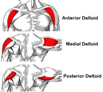 Deltoid Muscle, Punkty Spustowe, Shoulder Workouts For Men, Deltoid Workout, Shoulder Anatomy, Shoulder Workout Routine, Dumbbell Shoulder, Shoulder Problem, Best Shoulder Workout