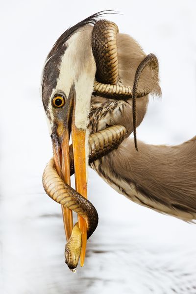 Interesting Animal Photography, Heron And Snake, Heron Back Tattoo, Herring Bird, Heron Aesthetic, Blue Heron Tattoo, Bird Poses, Heron Drawing, Heron Photography