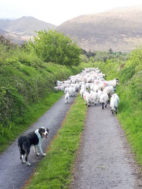 Our Demonstrations - West Kerry Sheep Dog Demonstrations Sheep Dogs Working, Ireland With Kids, Miniature Donkey, Sheep Dog, Ireland Trip, Sheep Farm, Scotland Highlands, Herding Dogs, Border Collie Dog