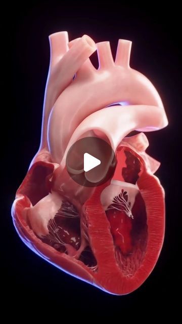 worldofmedics on Instagram: "Unlike traditional models, we've visualized just a trace of blood flow to reveal the heart's intricate mechanics. This approach keeps the structures visible, providing a clearer understanding of how the heart pumps life through our bodies. Animation by @sciepro.official #HeartBloodFlow #ConceptualAnimation #CardiacEducation #SciePro #meded #cardiology #heart #science #med #anatomy #vray #3d" Heart Pumping Blood, Heart Blood Flow, Heart Science, Basic Anatomy And Physiology, Heart Pumping, Heart Pump, Healthy Diet Tips, Human Heart, Cardiology