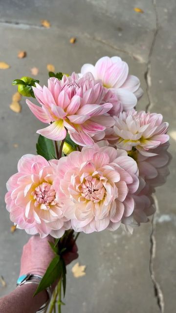 Water Lily Dahlia, Dahlia Kelgai Ann, Kelgai Ann Dahlia, Waterlily Dahlia, Cactus Dahlia, Pink Dahlias, Wedding Flower Inspiration, Water Lily, Water Lilies