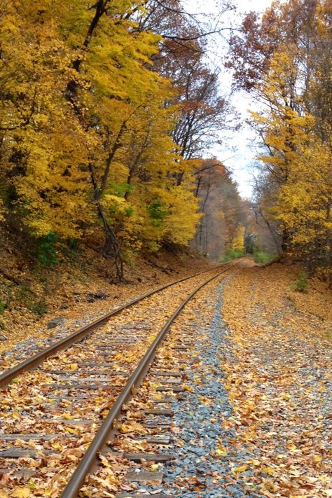 Autumn in Northeast Ohio Ohio Aesthetic, Autumn Halloween Aesthetic, Indie Bookstore, Identity Project, Northeast Ohio, Halloween Aesthetic, Train Tracks, Autumn Halloween, Brewing Company