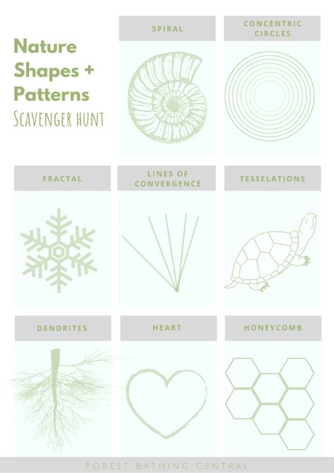 Patterns in Nature [PLUS free scavenger hunt!] - Forest Bathing Central Pattern In Nature Drawing, Math In Nature, Shapes In Nature, Maths In Nature, Nature Learning, Horticulture Therapy, Nature Scavenger Hunt, Scavenger Hunt Printable, Nature Connection