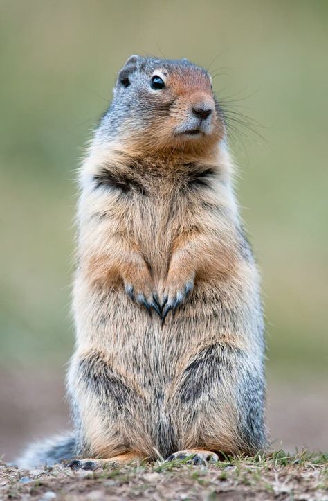 Fat Squirrel, Ground Hog, Ground Squirrel, Prairie Dog, Close Up Portraits, Dog Eating, Animal Tattoos, Art And Architecture, Mammals