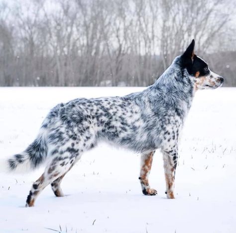 Aussie Cattle Dog, Herding Dogs Breeds, Cattle Dogs Rule, Disabled Dog, Blue Heeler Dogs, Photos With Dog, Australian Cattle Dogs, Australian Cattle Dog Blue Heeler, Herding Dogs