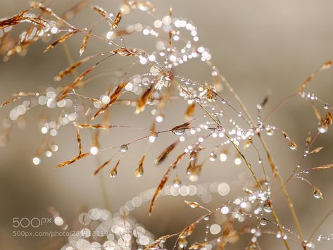 #Macro #tiny #eye #different #small #nature #zoom #photo #photography #animal #wild Macro Photography Water, Levitation Photography, Smell Of Rain, Double Exposure Photography, Digital Creator, Experimental Photography, Zoom Photo, Anime Pixel Art, Morning Dew