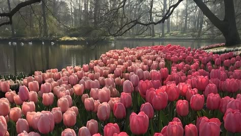 #tulips Tulips Desktop Wallpaper Hd 1080p, Ipad Wallpaper Tulips, Spring Pc Wallpaper, Macbook Wallpaper Aesthetic Flowers, Pink Tulips Header, Aesthetic Pictures Laptop, Pink Desktop Wallpaper Macbook, Spring Laptop Wallpaper Aesthetic, Tulips Aesthetic Header