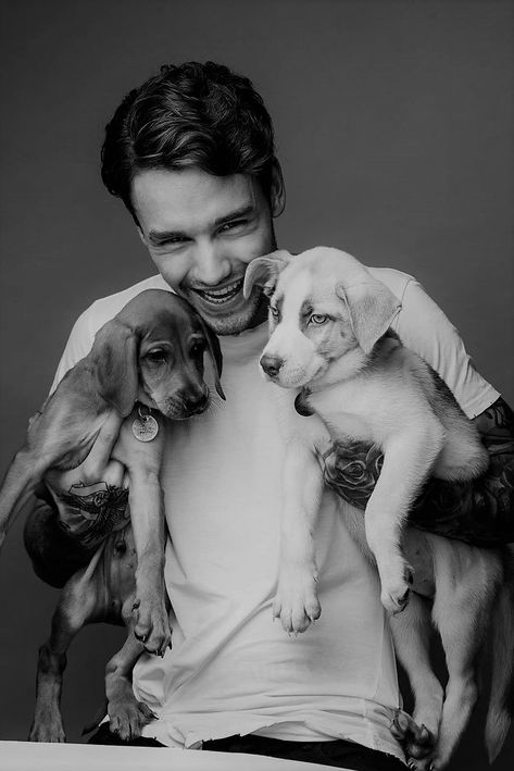 One Direction Liam Payne, News Logo, Celebrity Dogs, One Direction Photos, Liam James, One Direction Pictures, Boy Band, Pop Rock, Cute Celebrities