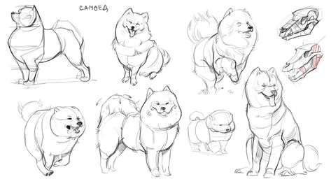 Samoyed Dog Drawing, Samoyed Cat, Dog Anatomy Drawing, Samoyed Drawing, Structure Sketch, Dog Anatomy, Dog Animation, Paper Dogs, Dog Poses