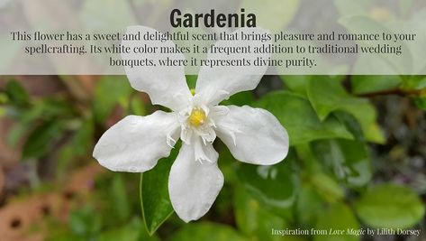 Herbal Magick: Gardenia | Lilith Dorsey Gardenia Magical Properties, Witches Herbs, Green Witchery, Amber Oil, Large Glass Jars, Witch Herbs, Jasmine Oil, Herbal Magic, Formula Cans