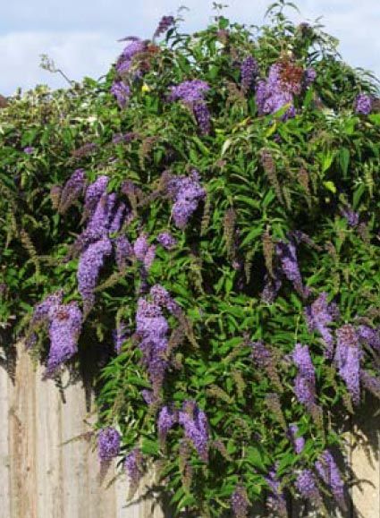 California-Friendly Plant: Butterfly Bush - With brightly colored flower cones that drape from evergreen leaves, this plant resembles a pack of butterflies and attracts them as well. Butterfly Bush has small and fragrant flowers that come in white, pink and purple clusters growing at the tip of long, arching stems.  Season: Summer-fall.  Size:  3 ft. wide, 6 ft. tall.  Color: White, pink, purple flowers.  Water: Low.  Sun: Full.  More at www.MNWD.com. Butterfly Bush Care, Black Knight Butterfly Bush, Wall Plants, Flower Cones, Bush Garden, Flowers Water, Drought Tolerant Landscape, Poisonous Plants, Spring Pictures