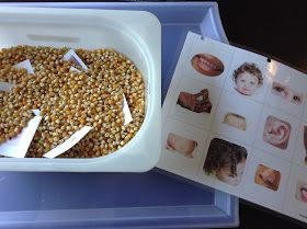 TeacherMomPlus3: Body Part Sensory Bin All About Me Preschool Theme, Me Preschool Theme, Body Preschool, Body Parts Preschool, All About Me Preschool, Sensory Crafts, Kindergarden Activities, Toddler Sensory, Sensory Table