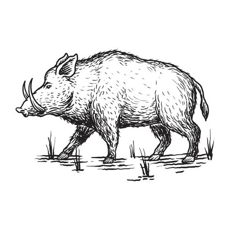 Wild Pig Illustration, Boar Drawing Sketches, Wild Pig Tattoo, Wild Pig Drawing, Hog Tattoo, Wild Boar Tattoo, Wild Boar Art, Wild Boar Illustration, Wild Boar Drawing