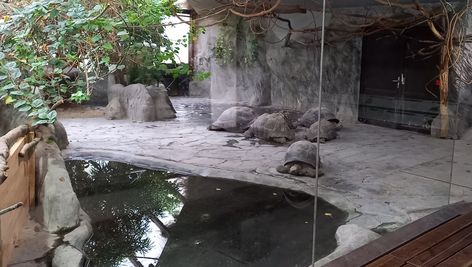 https://www.zoochat.com/community/media/giant-tortoise-indoor-enclosure.576194/full?lightbox=1&update=1650666406 Giant Tortoise Enclosure, Zoo Inspiration, Zoo Design, Tortoise House, Tortoise Enclosure, Zoo Project, Zoo Ideas, Zoo Park, Giant Tortoise