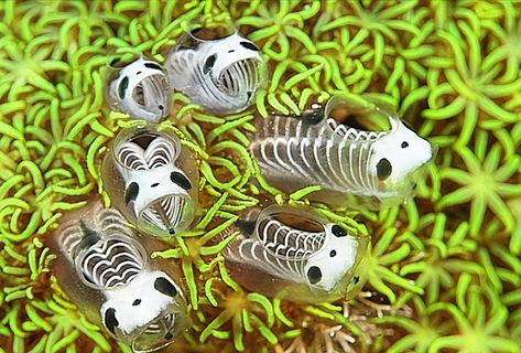 skeleton panda sea squirts Skeleton Panda Sea Squirts, Panda Sea Squirts, Sea Squirts, Sea Squirt, Sea Slug, Beautiful Sea Creatures, Pretty Animals, Silly Animals, Ocean Creatures