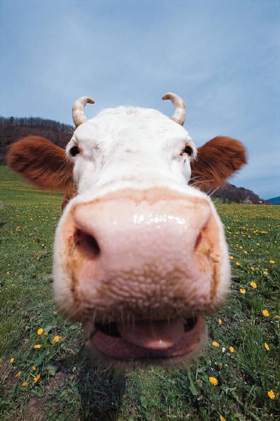 Moo Cow Nose, Cow Tipping, Economic Model, Northern England, Cows Funny, A Cow, Take Back, Bones Funny, Full Movies