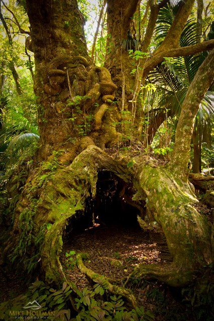 House In A Tree, Cat Den, Dog Den, Weird Trees, 2000 Year, Beautiful Trees, Old Tree, Old Trees, Ancient Tree